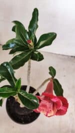 Planta Dobrada 3417 – 35cm – 03 anos - Imagem 6