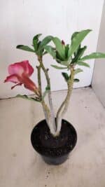 Planta Dobrada 3417 – 35cm – 03 anos - Imagem 5