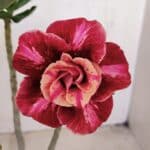 Planta Dobrada 3417 – 35cm – 03 anos