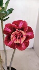 Planta Dobrada 3417 – 35cm – 03 anos