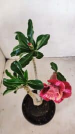 Planta Dobrada 3417 – 35cm – 03 anos - Imagem 4