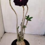 Planta Dobrada 3418 – 40cm – 04 anos