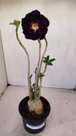 Planta Dobrada 3418 – 40cm – 04 anos