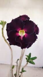 Planta Dobrada 3418 – 40cm – 04 anos - Imagem 3