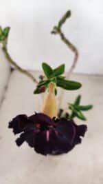 Planta Dobrada 3418 – 40cm – 04 anos - Imagem 4