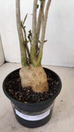 Planta Dobrada 3418 – 40cm – 04 anos - Imagem 8