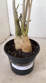 Planta Dobrada 3418 – 40cm – 04 anos - Imagem 7