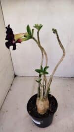 Planta Dobrada 3418 – 40cm – 04 anos - Imagem 6