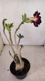 Planta Dobrada 3418 – 40cm – 04 anos - Imagem 5