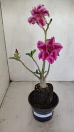 Planta Dobrada 3419 – 35cm – 03 anos - Imagem 2