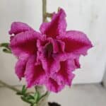 Planta Dobrada 3419 – 35cm – 03 anos