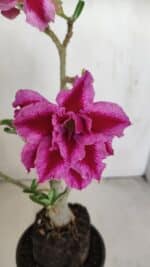 Planta Dobrada 3419 – 35cm – 03 anos