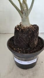 Planta Dobrada 3419 – 35cm – 03 anos - Imagem 7