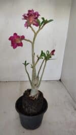 Planta Dobrada 3419 – 35cm – 03 anos - Imagem 6