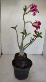 Planta Dobrada 3419 – 35cm – 03 anos - Imagem 5