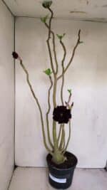 Planta Dobrada 3420 – 40cm – 03 anos - Imagem 2