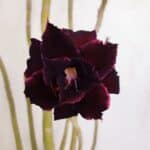 Planta Dobrada 3420 – 40cm – 03 anos