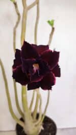 Planta Dobrada 3420 – 40cm – 03 anos