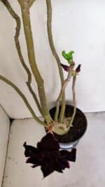 Planta Dobrada 3420 – 40cm – 03 anos - Imagem 8