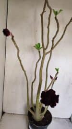 Planta Dobrada 3420 – 40cm – 03 anos - Imagem 7