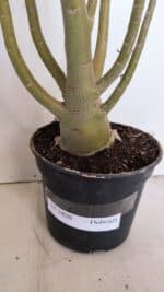 Planta Dobrada 3420 – 40cm – 03 anos - Imagem 6