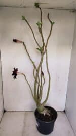 Planta Dobrada 3420 – 40cm – 03 anos - Imagem 5