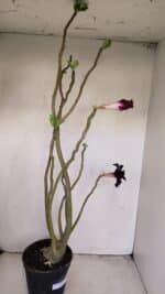 Planta Dobrada 3420 – 40cm – 03 anos - Imagem 4