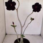 Planta Dobrada 3422 – 35cm – 03 anos