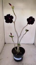Planta Dobrada 3422 – 35cm – 03 anos
