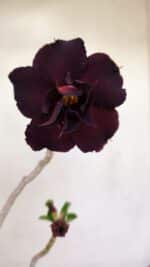 Planta Dobrada 3422 – 35cm – 03 anos - Imagem 7