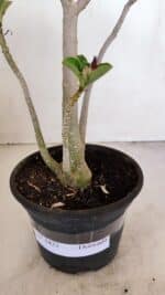 Planta Dobrada 3422 – 35cm – 03 anos - Imagem 4