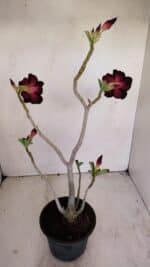 Planta Dobrada 3422 – 35cm – 03 anos - Imagem 3