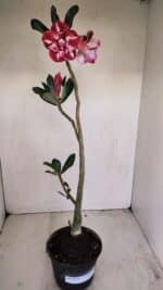 Planta Dobrada 3423 – 40cm – 03 anos - Imagem 2