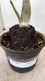 Planta Dobrada 3423 – 40cm – 03 anos - Imagem 6