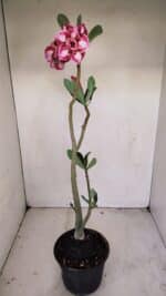 Planta Dobrada 3423 – 40cm – 03 anos - Imagem 5