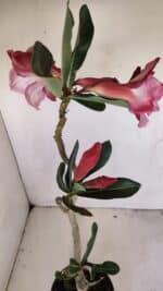 Planta Dobrada 3423 – 40cm – 03 anos - Imagem 4