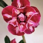 Planta Dobrada 3423 – 40cm – 03 anos