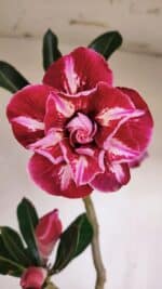 Planta Dobrada 3423 – 40cm – 03 anos