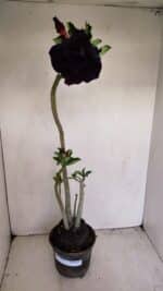 Planta Dobrada 3424 – 35cm – 03 anos - Imagem 2