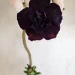 Planta Dobrada 3424 – 35cm – 03 anos