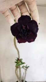 Planta Dobrada 3424 – 35cm – 03 anos