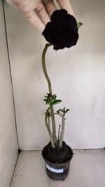 Planta Dobrada 3424 – 35cm – 03 anos - Imagem 4