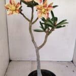 Planta Dobrada 3425 – 35cm – 03 anos