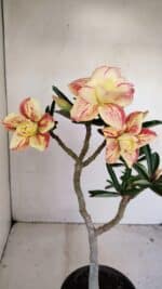 Planta Dobrada 3425 – 35cm – 03 anos - Imagem 3