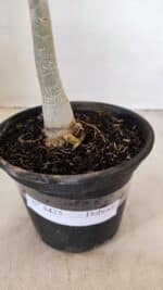 Planta Dobrada 3425 – 35cm – 03 anos - Imagem 8