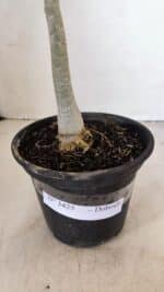 Planta Dobrada 3425 – 35cm – 03 anos - Imagem 7