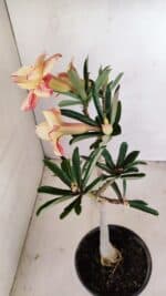 Planta Dobrada 3425 – 35cm – 03 anos - Imagem 6