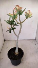 Planta Dobrada 3425 – 35cm – 03 anos - Imagem 5