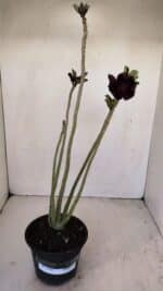 Planta Dobrada 3426 – 35cm – 03 anos - Imagem 2