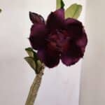 Planta Dobrada 3426 – 35cm – 03 anos